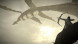 Shadow of the Colossus. В тени колосса [PS4, русская версия] в Кирове